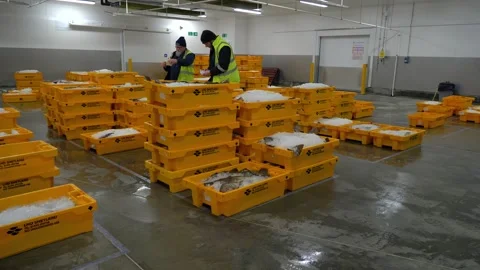 Workers Sorting Fish at Lerwick Fish Market - 4 May 2025 Stock Footage 344681985