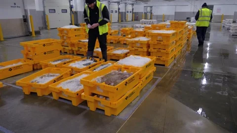 Workers Sorting Fish at Lerwick Fish Market - 4 May 2025 Stock Footage 344682032
