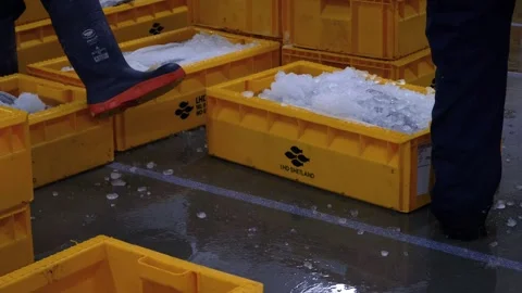 Workers Sorting Fish at Lerwick Fish Market - 4 May 2025 Stock Footage 344682178