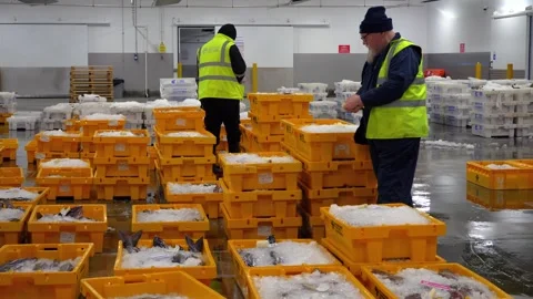 Workers Sorting Fish at Lerwick Fish Market - 4 May 2025 Stock Footage 344682184
