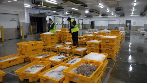 Workers Sorting Fish at Lerwick Fish Market - 4 May 2025 Stock Footage 344682218