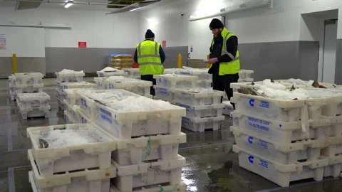Workers Sorting Fish at Lerwick Fish Market - 4 May 2025 Stock Footage 344682306