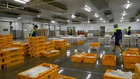 Workers Sorting Fish at Lerwick Fish Market - 4 May 2025 Stock Footage 344682322