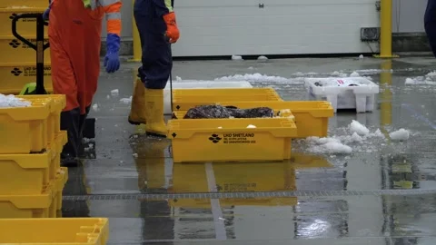 Workers Sorting Fish at Lerwick Fish Market - 4 May 2025 Stock Footage 344682425