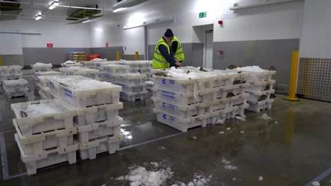 Workers Sorting Fish at Lerwick Fish Market - 4 May 2025 Stock Footage 344682452