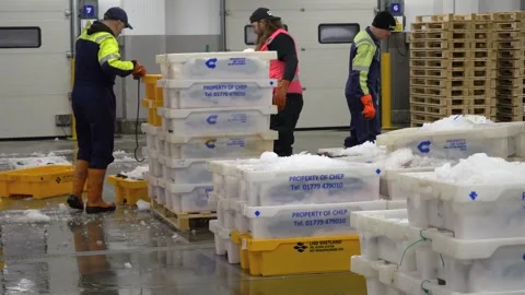 Workers Sorting Fish at Lerwick Fish Market - 4 May 2025 Stock Footage 344682454