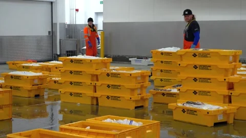 Workers Sorting Fish at Lerwick Fish Market - 4 May 2025 Stock Footage 344682491