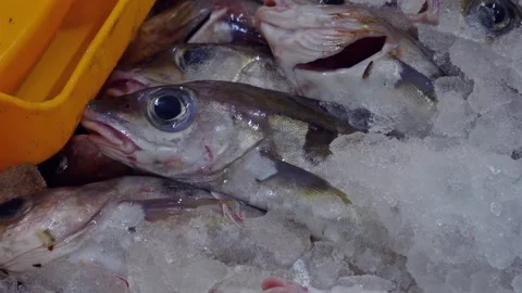 Workers Sorting Fish at Lerwick Fish Market - 4 May 2025 Stock Footage 344682570