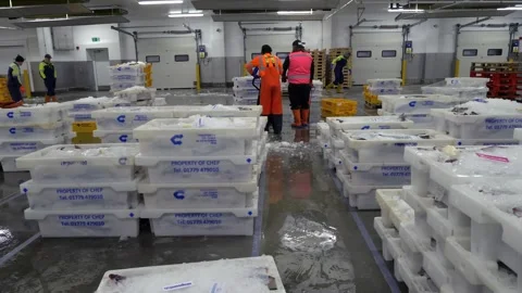 Workers Sorting Fish at Lerwick Fish Market - 4 May 2025 Stock Footage 344682580
