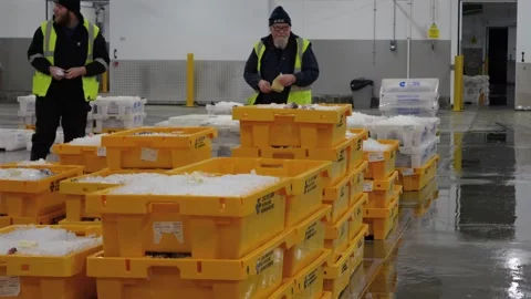 Workers Sorting Fish at Lerwick Fish Market - 4 May 2025 Stock Footage 344682640