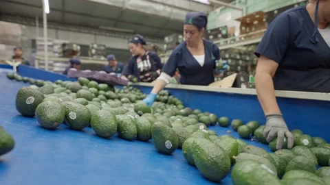 Workers Sorting Fresh Avocados Into Boxes on Packing Conveyor Stock Footage 339976330