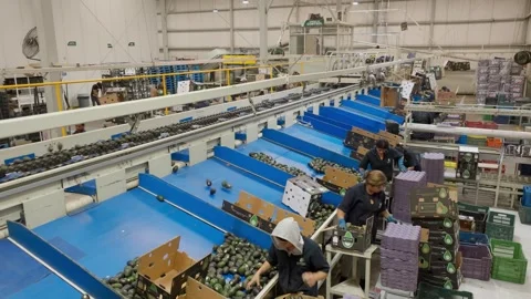 Workers Sorting Fresh Avocados on Conveyor Belts in Packing Facility Stock Footage 339841297