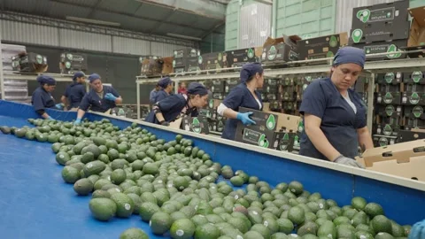 Workers Sorting Fresh Avocados on Conveyor in Packing Plant Stock Footage 339976344