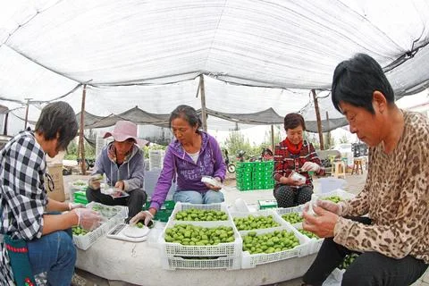 Workers sorting kiwifruit with soft dates in the orchard, Luannan County, H.. Stock Photos
