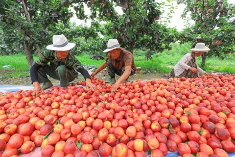 Workers sorting nectarines on the farm, Luannan County, Hebei Province, China Stock Photos