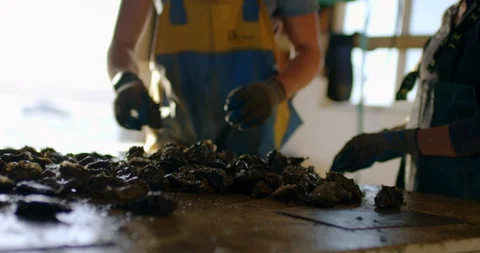 Workers sorting oysters. Видео 88372184