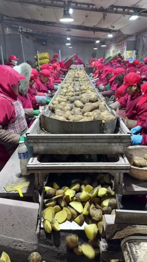 Workers Sorting Potatoes on Factory Conveyor Belt in China Vídeos de archivo 327052532