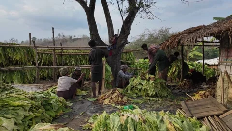tobacco sorting The image depicts the traditional manual process in a Frontiers | A method for