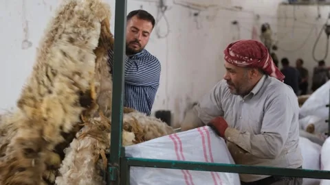 Workers Sorting Wool After Sheep Shearing, June,25,2023, Ceylanpinar, Sanliurfa, 스톡 동영상 336494842