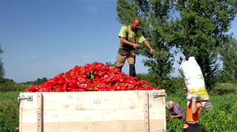 Workers spilling sack with peppers in trailer, people picking peppers in field. Stock Footage 55021515