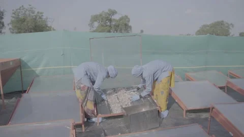 Workers spreading sliced onions on solar drying trays Stock-Footage 327443578