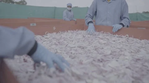 Workers spreading sliced red onions for solar drying. Vídeos de archivo 327443341
