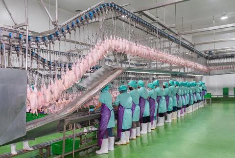 Workers stand in a row pulling the chicken giblets out Stock Photos
