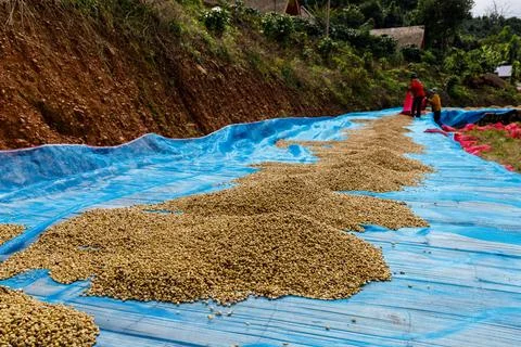 Workers Sun Drying Coffee Beans On A Rural Mountain Plantation Stock Photos
