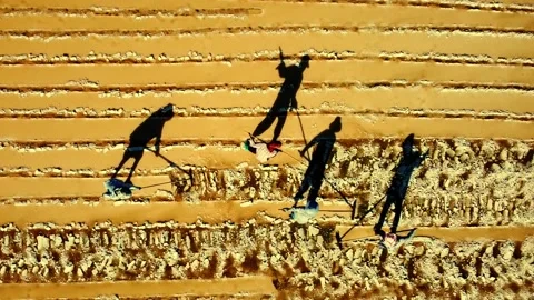 Workers at sunset in a salt Farm Stock Footage 169641523