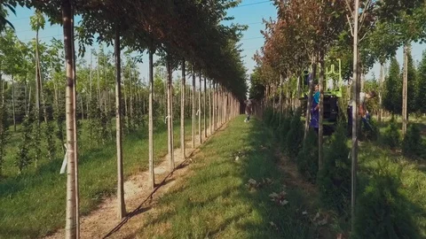 Workers take care of trees in modern garden Stock Footage 95583527