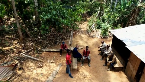 Workers in their cocoa plantation Video stock 80583517