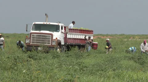 Workers toss watermelons up to be loaded onto truck in Texas field, 4K. Stock Footage 67335432