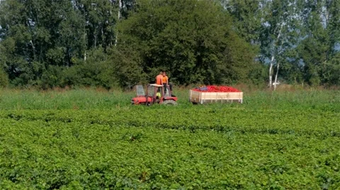 Workers on tractor with full trailer of red peppers passing through green field. Stock-Footage 55023554