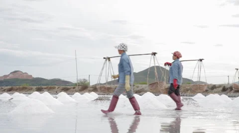 Workers Transporting and Collecting Salt Stock Footage 42384959