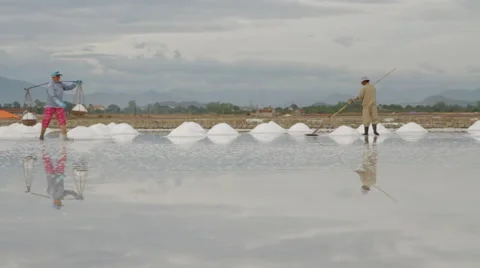 Workers Transporting and Collecting Salt Stock Footage 42450483