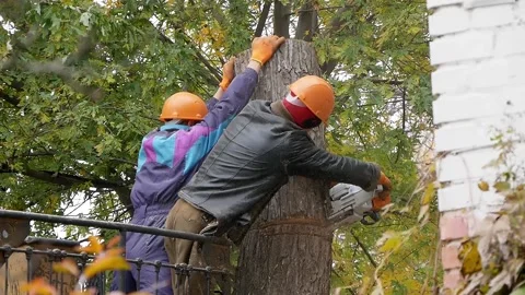Workers on a tree Stock Footage 221418475