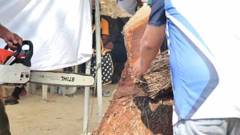 Workers Trimming Coconut Palm With Chainsaw On Boracay Beach Philippines Stock Footage 342178899
