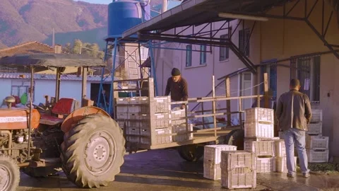 Workers unloading olive crates from tractor- Izmir, Turkey, December 22, 2022 Stock Footage 327542070