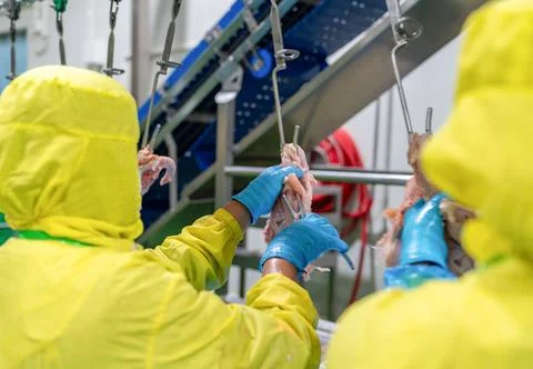 The workers use hooks to pull chicken tendons on conveyor. Stock Photos