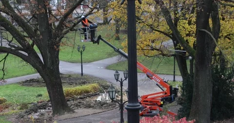 Workers use an orange cherry picker to trim tall trees and maintain park Stock Footage 321046936