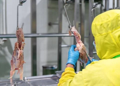 The workers use pilers to pull the tenderloin out of the chickens hanging o.. Stock Photos