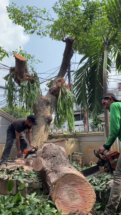 Workers using chainsaws to cut a large tree trunk Stock Footage 341663672