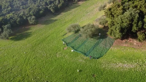 Workers using tools to harvest olives beneath ancient tree in green meadow Stock Footage 344094811
