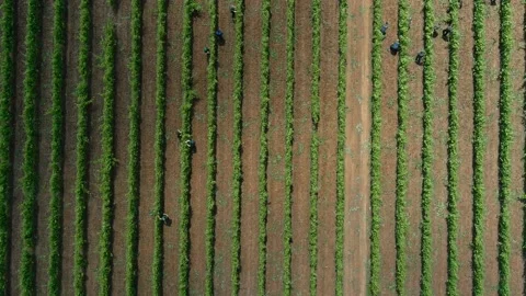 Workers Vine Field Rows Above Top View Grape Wine Day Time Summer Aerial Drone Stock Footage 135621962