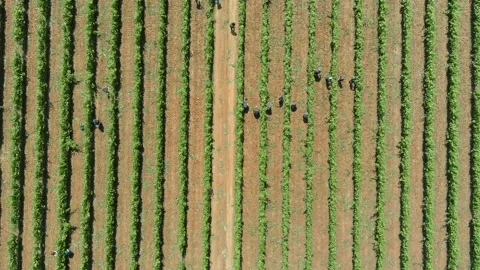 Workers Vine Field Rows Above Top View Grape Wine Day Time Summer Aerial Drone Stock-Footage 135622023