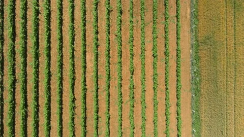 Workers Vine Field Rows Above Top View Grape Wine Day Time Summer Aerial Drone Stock Footage 135622109