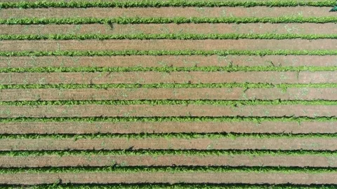 Workers Vine Field Rows Above Top View Grape Wine Day Time Summer Aerial Drone Stock Footage 135622135