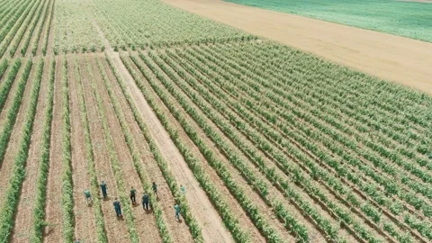 Workers Vine Field Rows Above Top View Grape Wine Day Time Summer Aerial Drone Vídeo Stock 135622583