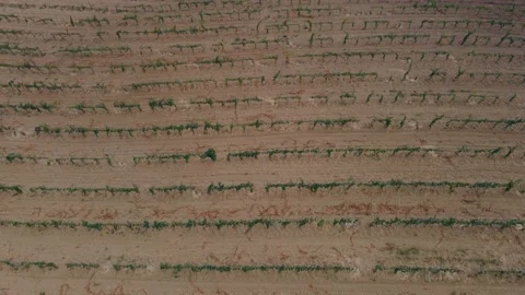 Workers Vine Field Rows Above Top View Grape Wine Day Time Summer Aerial Drone. Video stock 150903884
