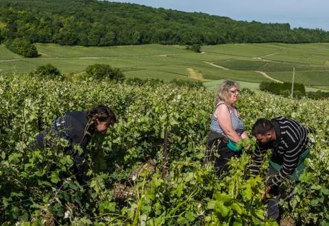 Workers Vineyards Dormans Stock Photos